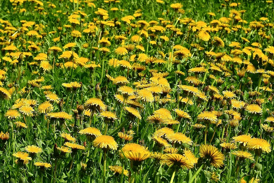 nature, spring, lawn, flower, sonchus oleraceus, plant, growth HD wallpaper