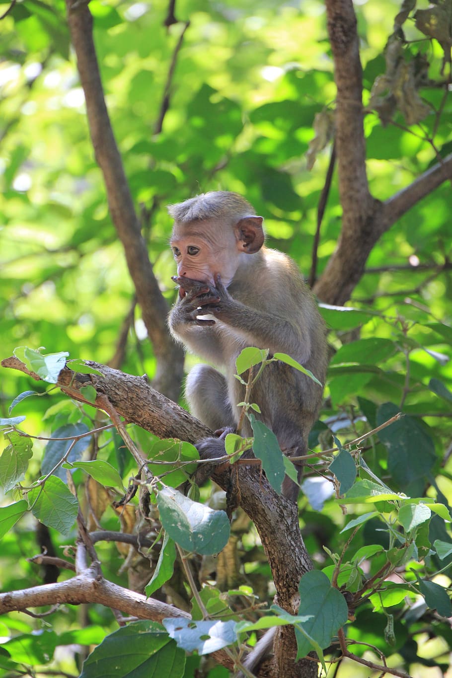 Monkey, Cute, Animal, Primate, makake, nature, äffchen, sri lanka HD wallpaper