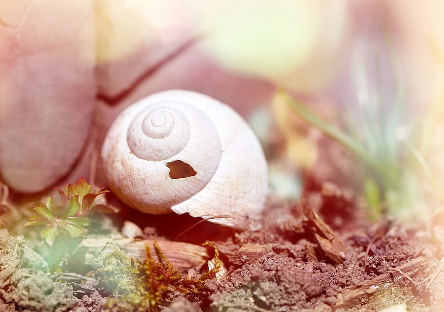 shell, snail house, leave, empty, damaged, nature, garden, macro HD wallpaper