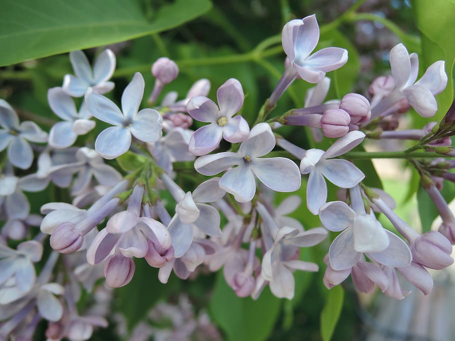 Lilac, Flower, Spring, Violet, Bush, tree, flowering tree, flowers HD wallpaper