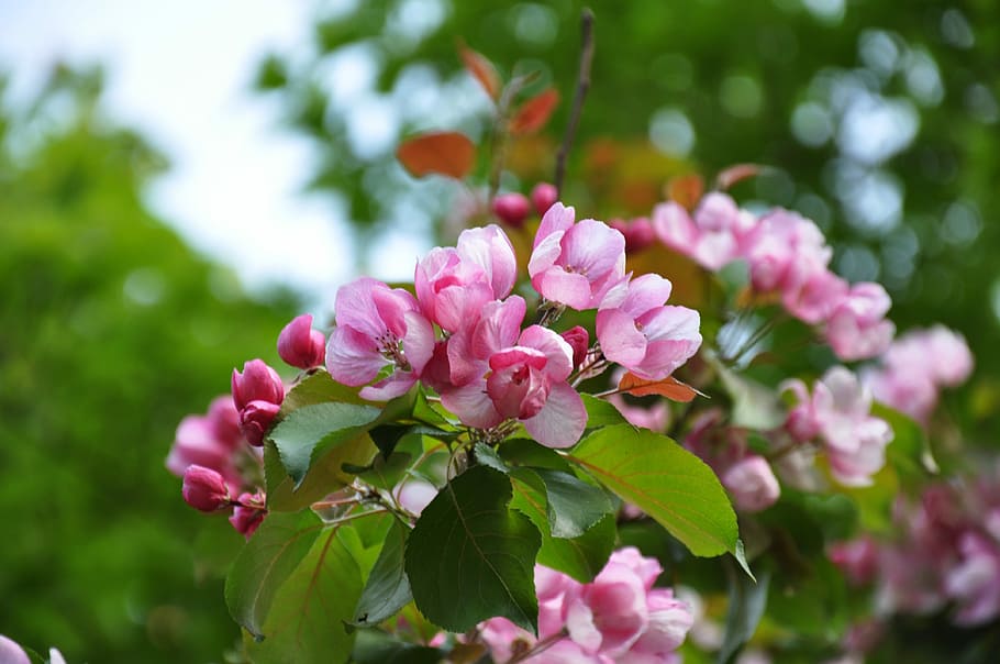 spring, bloom, flowers, flowering tree, branch, pink, garden HD wallpaper