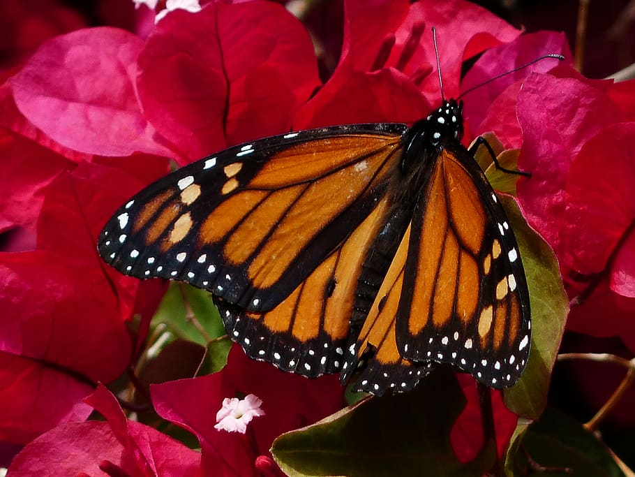 butterfly, monarch butterfly, danaus plexippus, american monarch, HD wallpaper