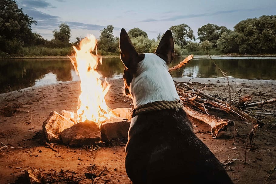 dog sitting in front of campfire near body of water during daytime, white and brown dog facing bonfire HD wallpaper