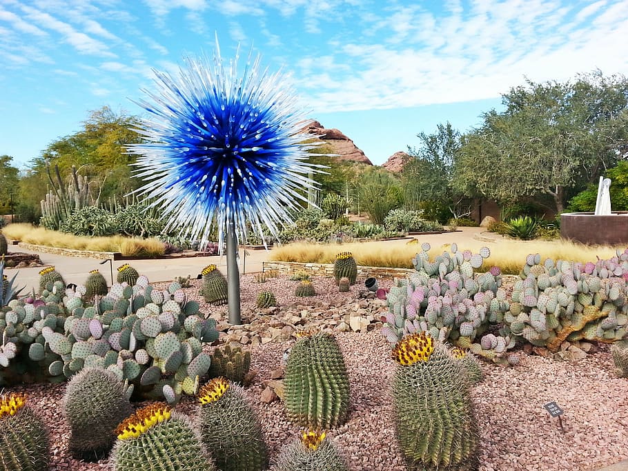desert, botanical, gardens, cacti, dry, blue, chihuly exhibit HD wallpaper