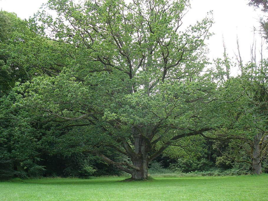 nature, tree, green, plant, green color, growth, tranquility HD wallpaper
