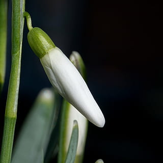 snowdrop, winter, white, flower, spring, signs of spring, bud HD wallpaper