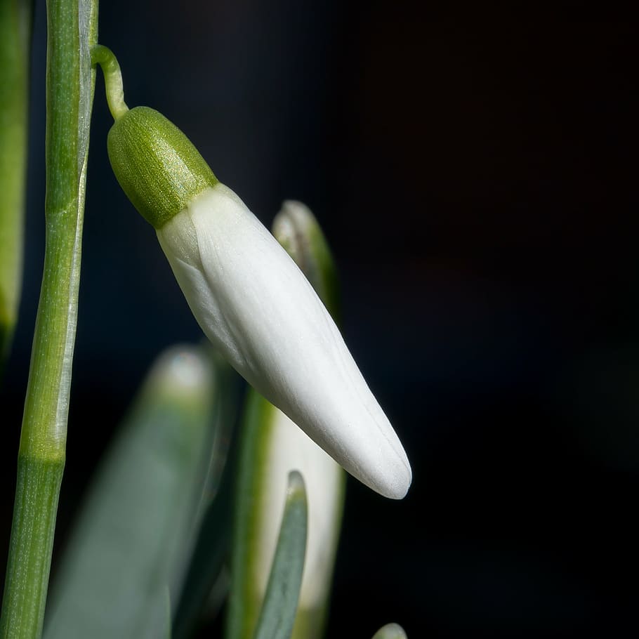 snowdrop, winter, white, flower, spring, signs of spring, bud HD wallpaper