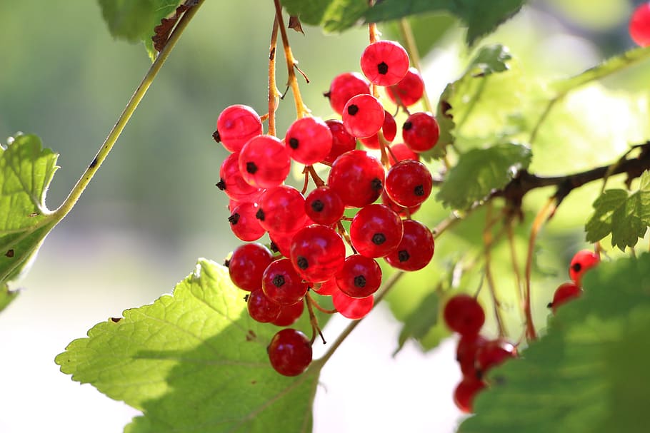 currants, plant, fruit, red, branch, nature, grapes, berries HD wallpaper