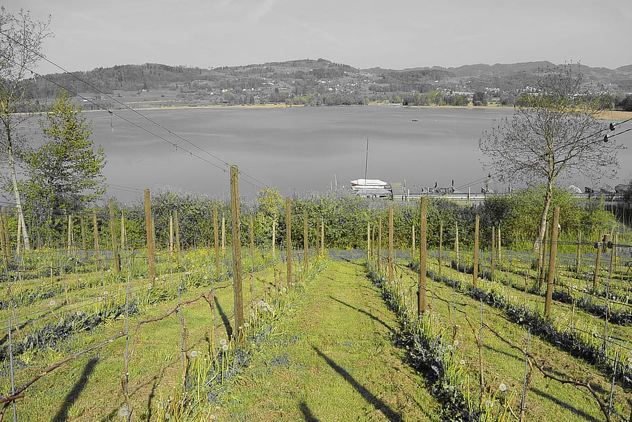 vineyard, wine, lake, grapevine, landscape, nature, slope, green HD wallpaper