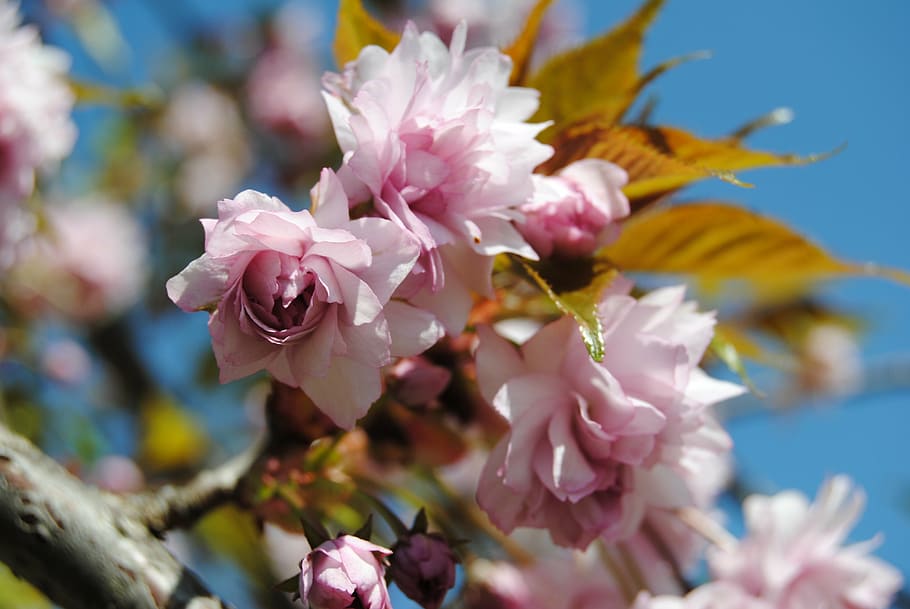 cherry, tree, sky, flower, flowering plant, pink color, fragility HD wallpaper