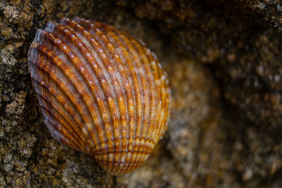 galicia, shell, stones, beach, fisterra, path, santiago, pilgrim HD wallpaper