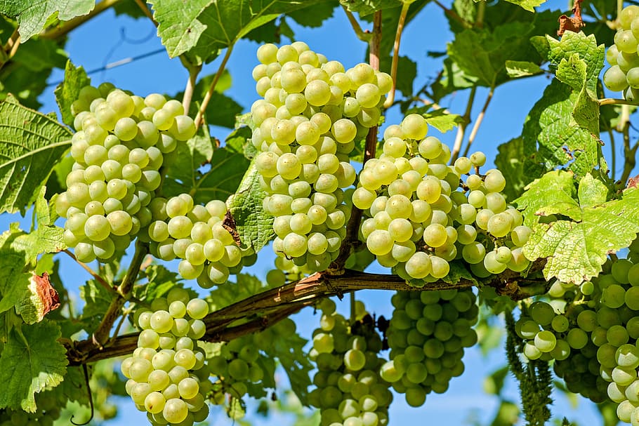 unripe grapes, fruit, vine, grapevine, winegrowing, green grapes HD wallpaper
