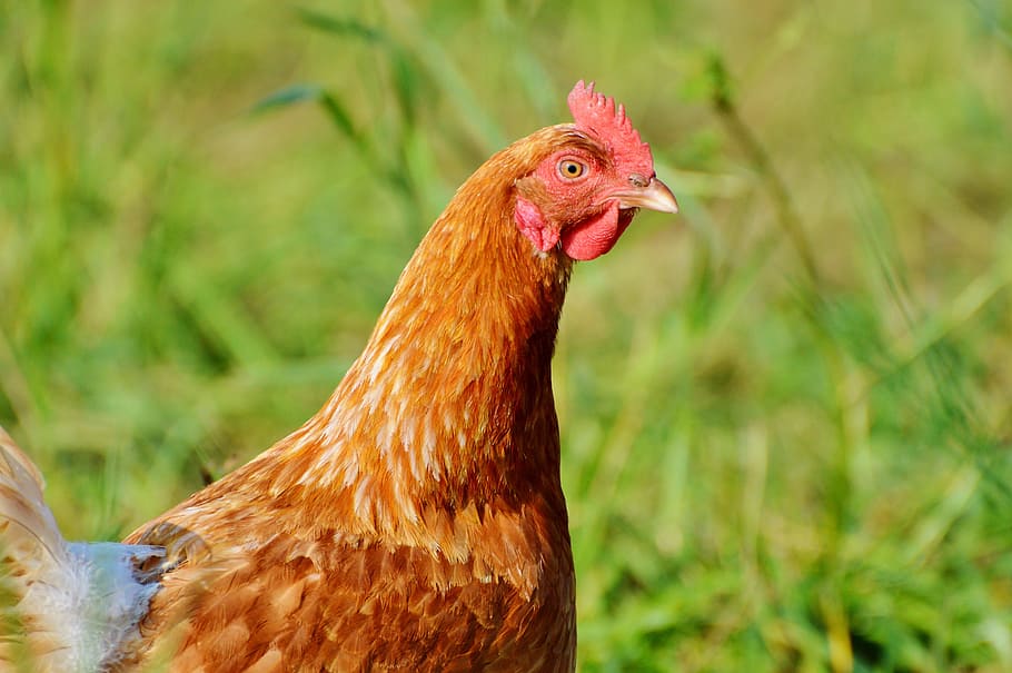chicken, hen, poultry, range, livestock, farm, bird, chickens HD wallpaper