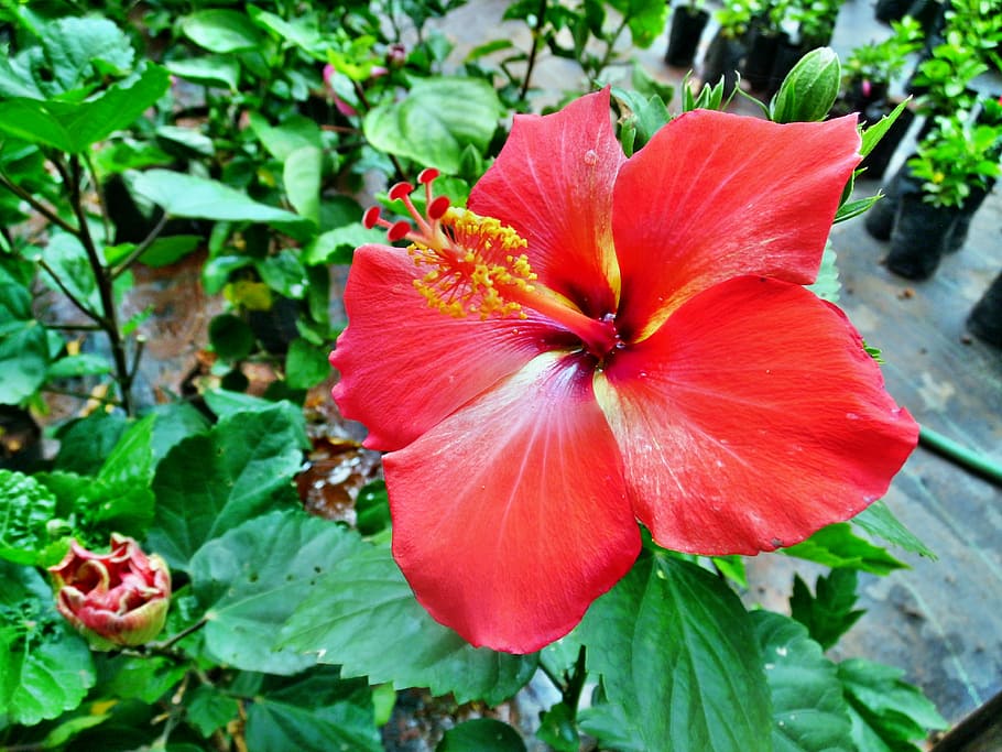 Red, Color, Hibiscus, Rosa-Sinensis, flower, plant, flora, nature, HD wallpaper