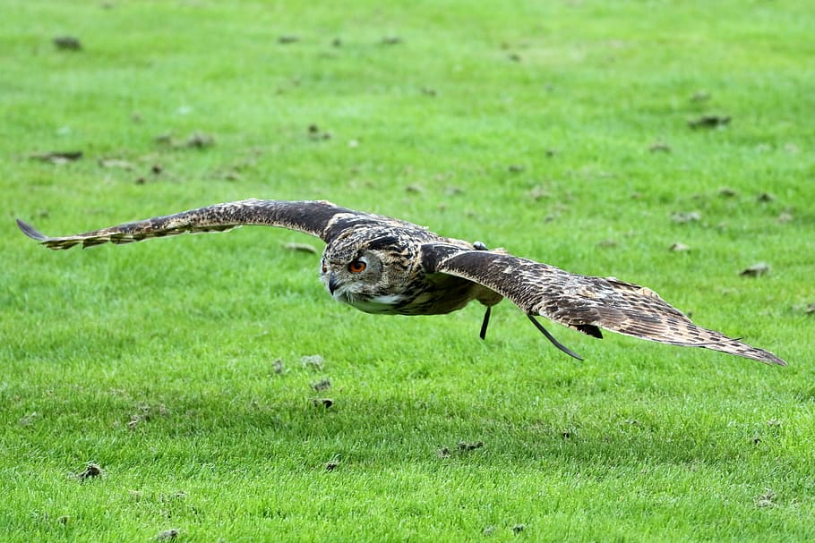 gray owl on grass, eurasian eagle owl, bird, wildlife, prey, nature, HD wallpaper