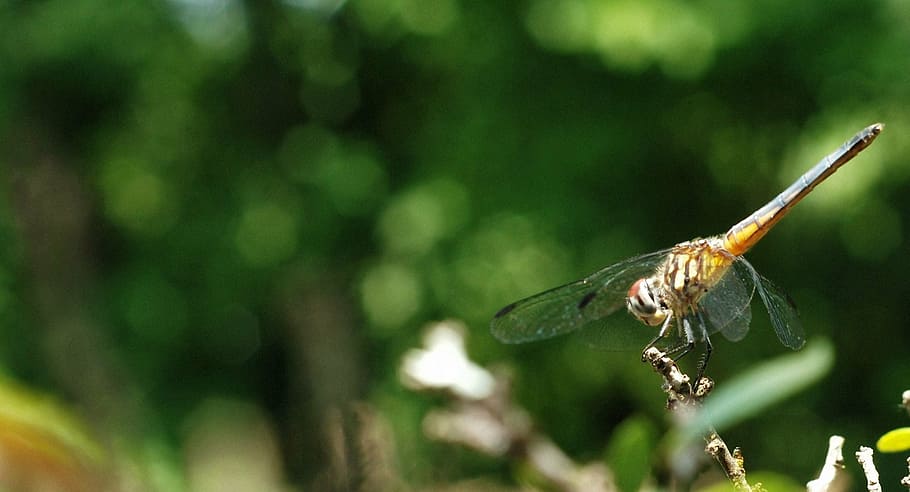 dragonfly, insect, nature, bug, wing, symbol, wildlife, animal themes HD wallpaper