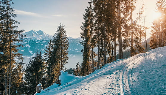 snow covered street with trees during sunrise, mountains, winter HD wallpaper