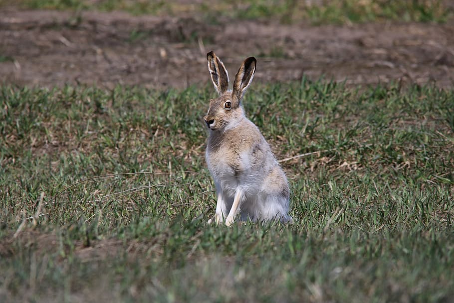 brown rabbit, jackrabbit, hare, wildlife, animal, nature, north dakota, HD wallpaper