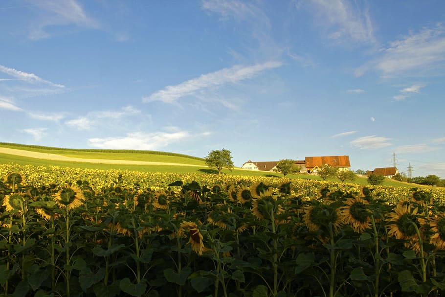 campaign, sunflowers, summer, plant, yellow, sky, landscape HD wallpaper