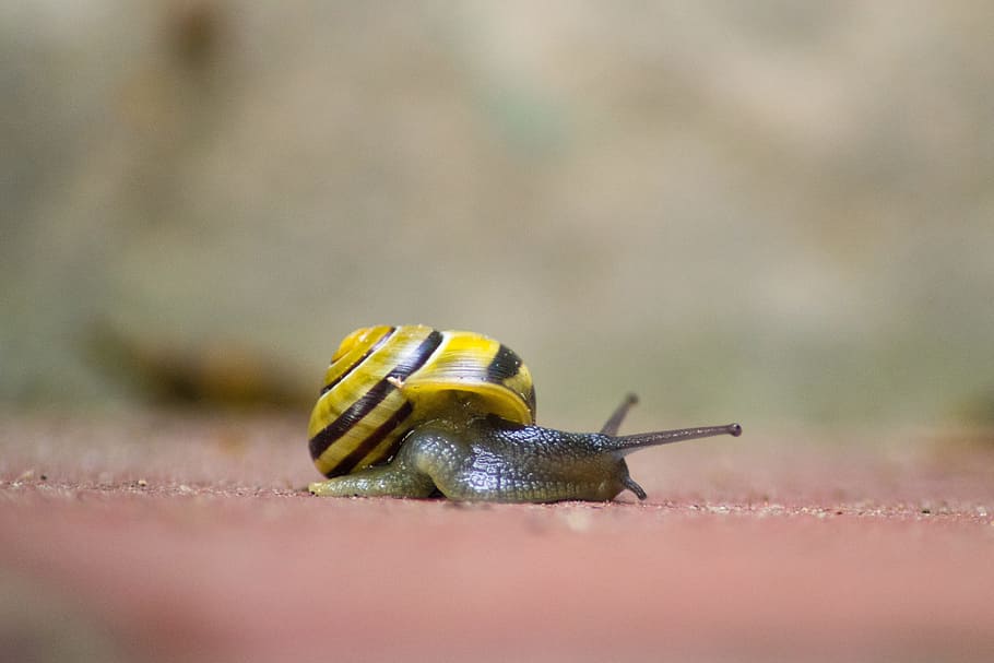Snail, Shell, Mollusk, Crawl, slowly, animal, one animal, animal wildlife HD wallpaper