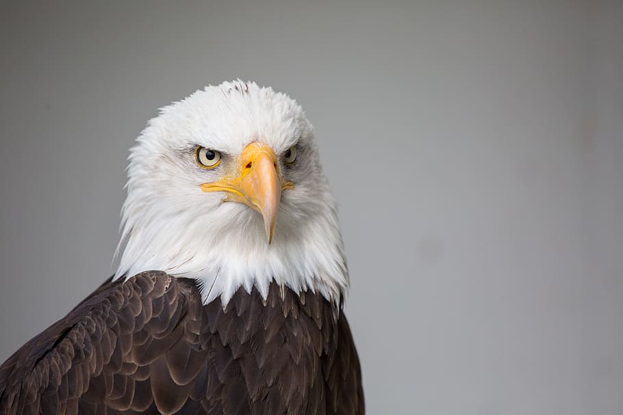 bald eagle, nature, bird, wild, raptor, bird of prey, animal themes HD wallpaper