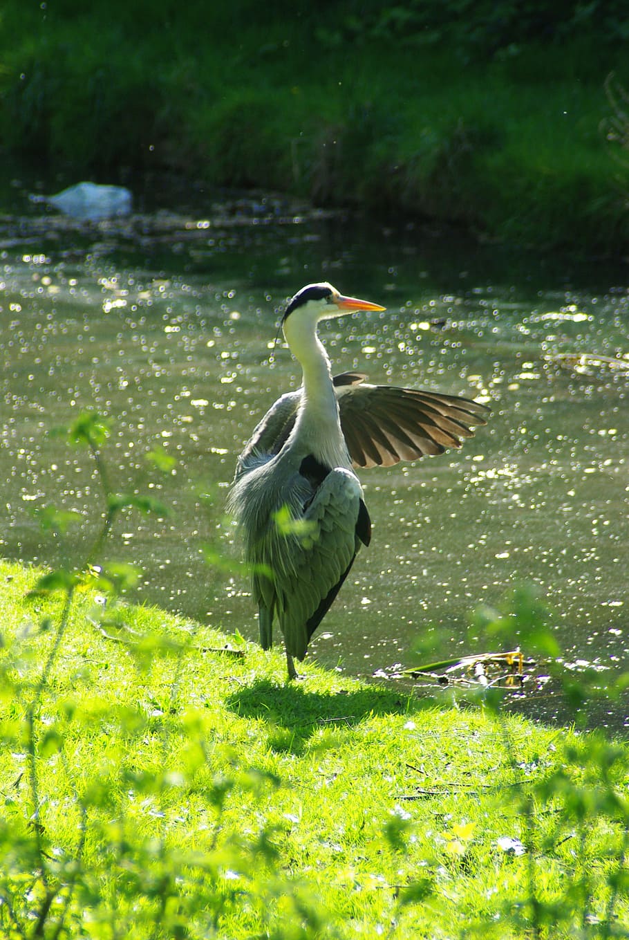 heron, preening, thamesmead, bird, water, fishing, nature, wildlife HD wallpaper