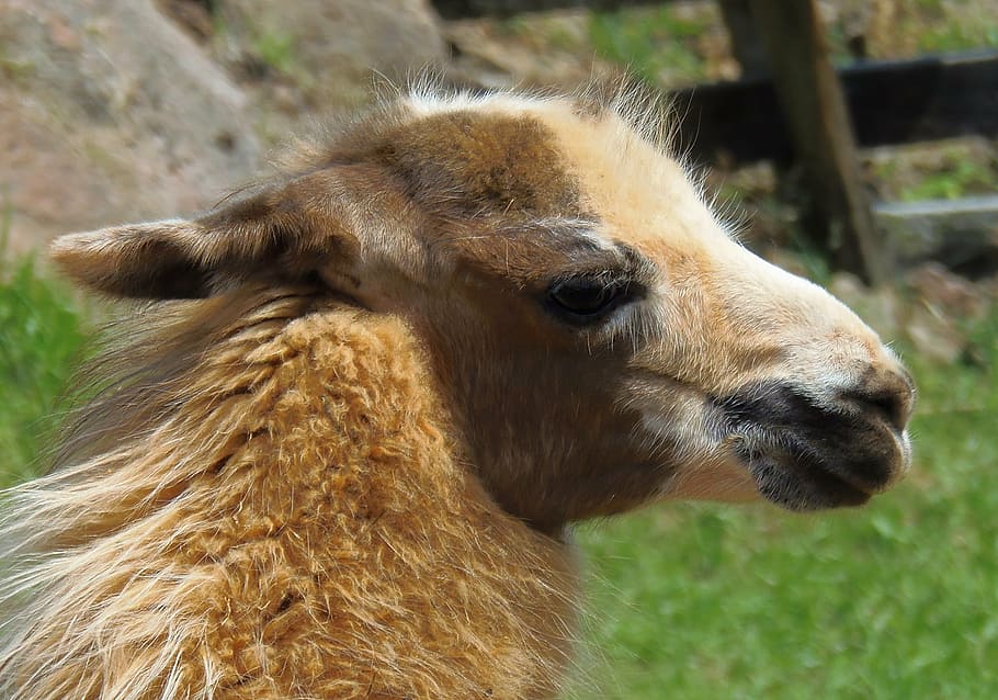 flame, animal, nature, field, animal nature, llama, mammal HD wallpaper