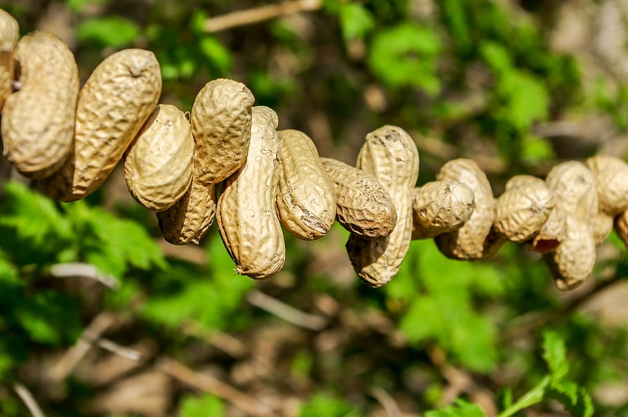 peanuts, bird seed, summer, winter feed, nature, food, plant HD wallpaper