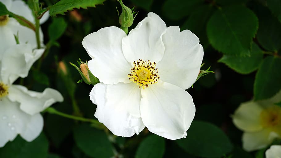 nature, flowers, garden, petals, beautiful, bloom, blooming, blossom HD wallpaper