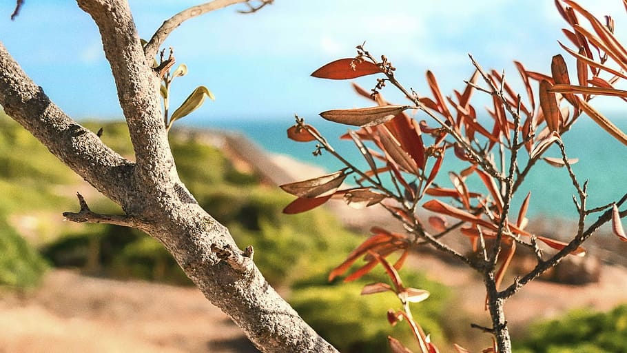 Tree, Landscape, Macro, nature, no people, plant, day, outdoors HD wallpaper