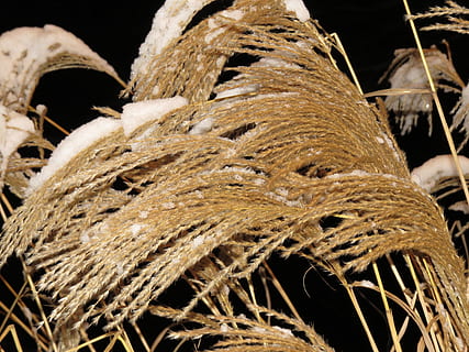 Miscanthus Sinensis, Snow, winter, snowy, licorice, poaceae HD wallpaper