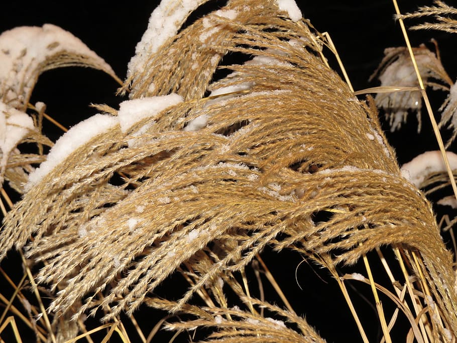 Miscanthus Sinensis, Snow, winter, snowy, licorice, poaceae HD wallpaper