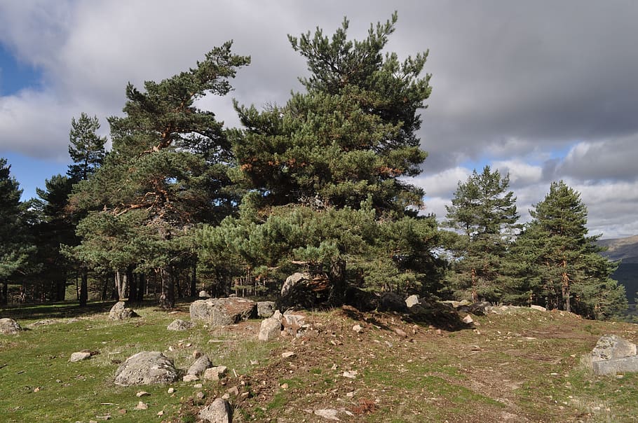 pine, nature, tree, plant, growth, cloud - sky, land, beauty in nature HD wallpaper