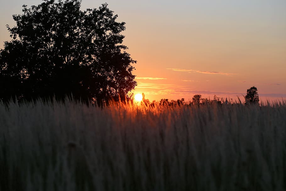 sunset, evening, grass, field, summer, meadow, nature, sunlight HD wallpaper