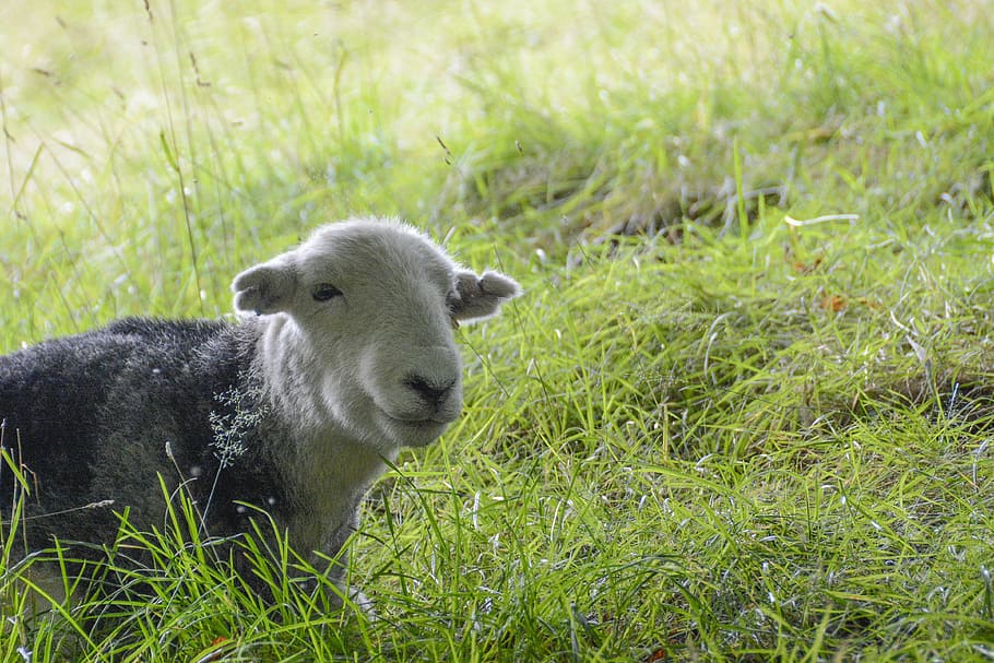 sheep, field, animal, grass, countryside, rural, nature, plant HD wallpaper