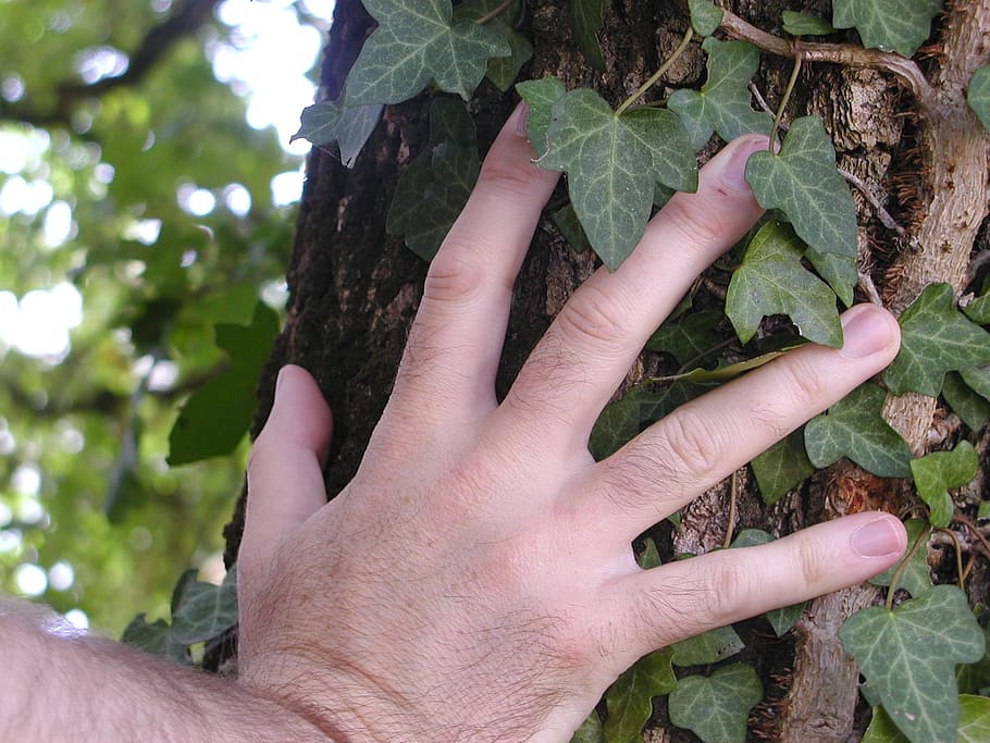 hand, tree, bark, trunk, human hand, human body part, plant HD wallpaper