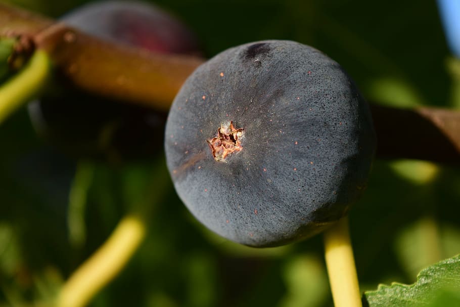 fig, blue, close, ripe, fig tree, fig fruit, eat, blue fig HD wallpaper