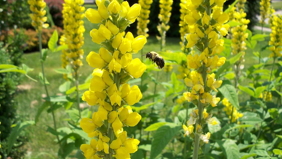 yellow, bumblebee, nature, honey, wing, summer, blossom, wildlife HD wallpaper