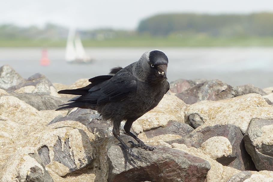 Bird, Jackdaw, Foraging, Water, Elbe, one animal, animals in the wild HD wallpaper