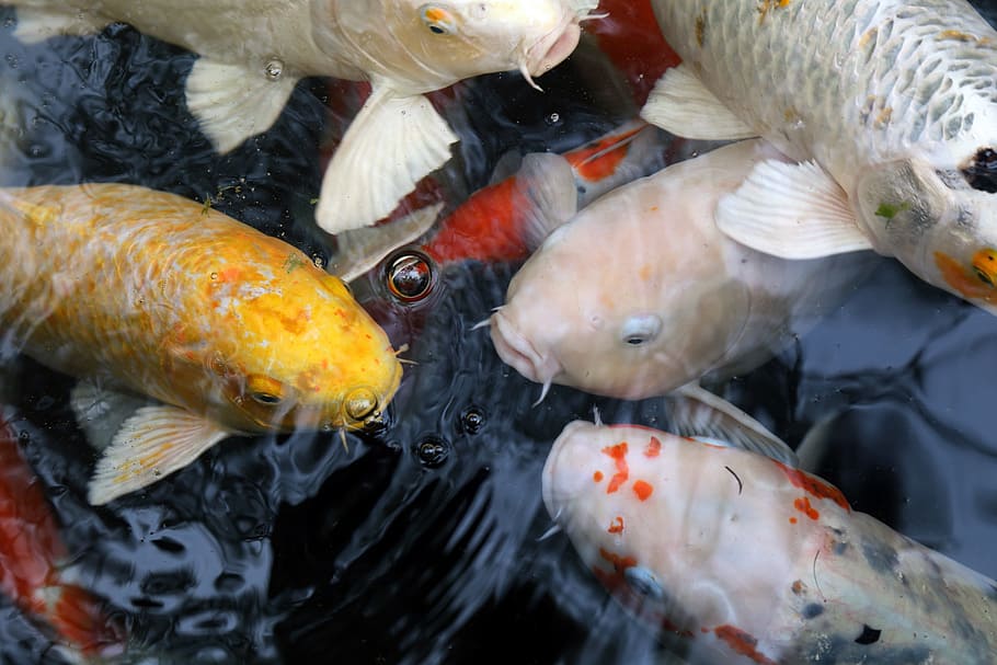 school of koi fish, water, china wind, animal, group of animals HD wallpaper