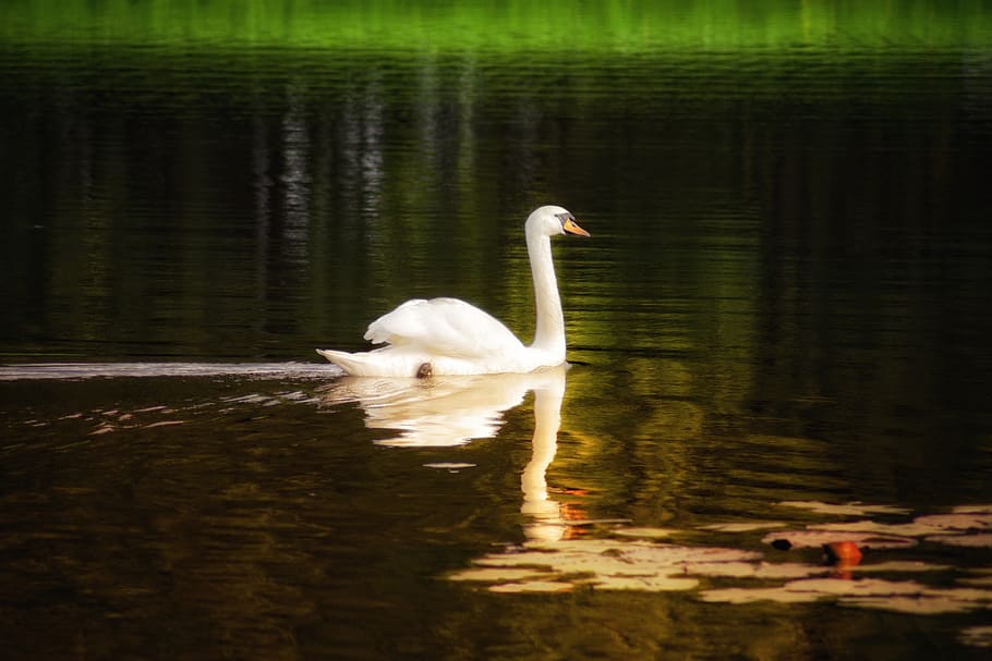 swan, lake, water, white, bird, animal, nature, white swan HD wallpaper