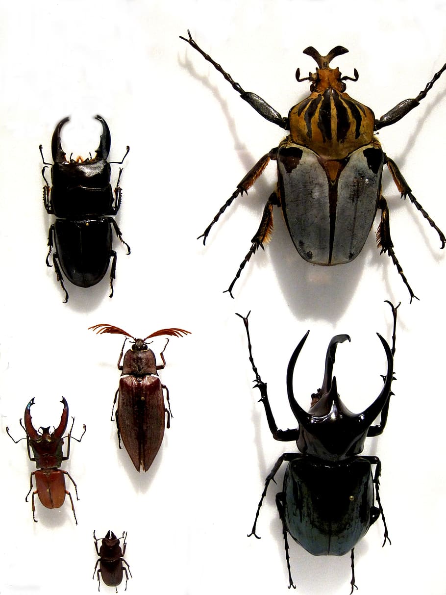 beetle, black, insect, nature, ladybug, animal, summer, wing