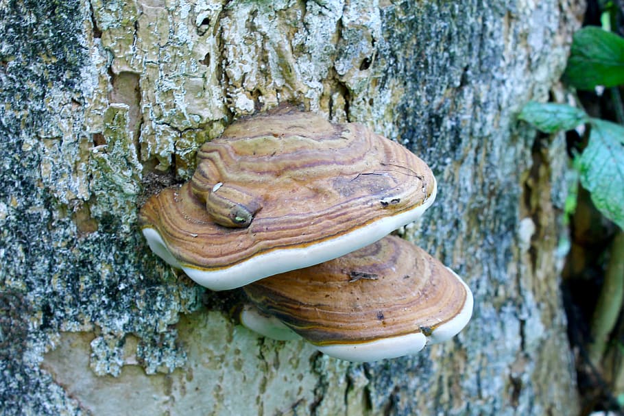 mushroom, trunk, tree, nature, forest, wood, tree trunk, close-up HD wallpaper