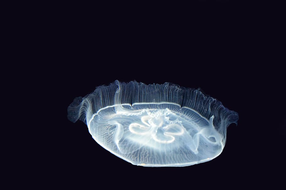 jellyfish with black background, sea, cnidarians, marine animal, HD wallpaper