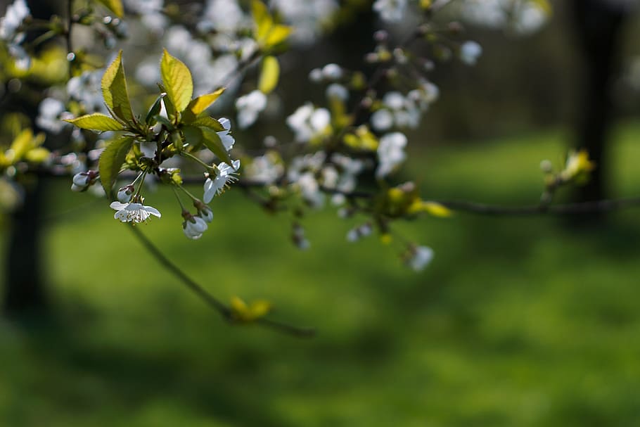 Spring, Tree, White, Flowers, flowering, white flowers, orchard HD wallpaper