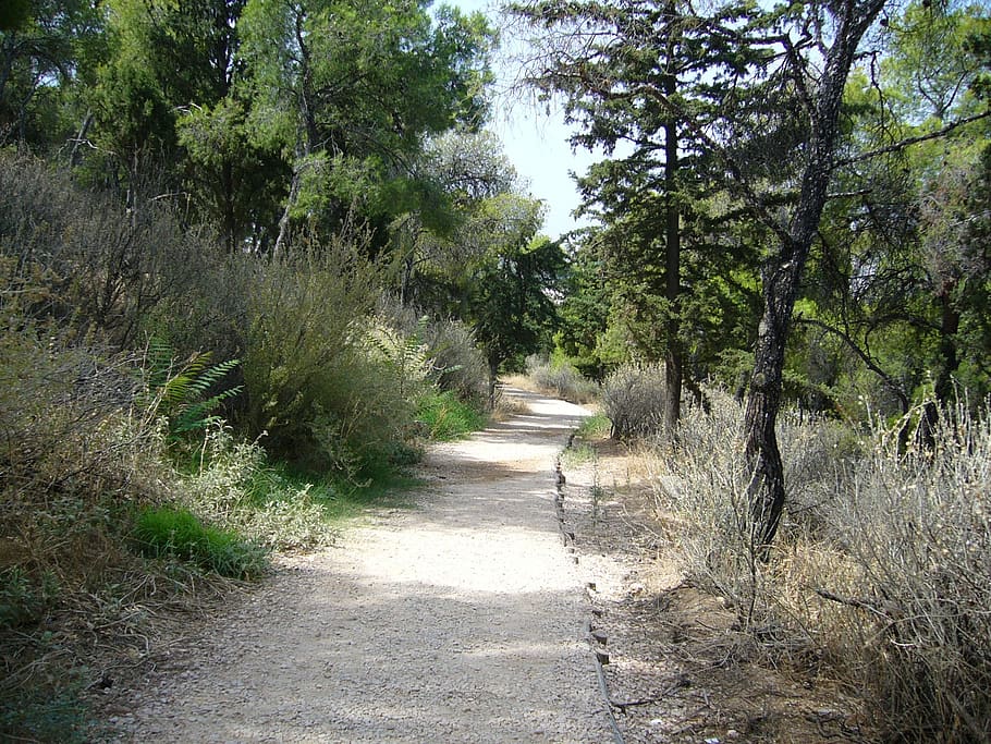 greece, summer, forest, road, plant, tree, direction, growth HD wallpaper