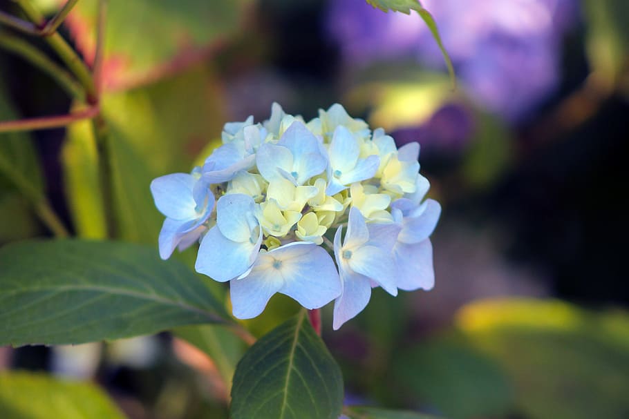 Hydrangea, Flower, Garden, Floral, green, blossom, blue, violet HD wallpaper