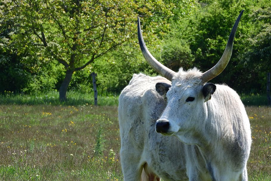Scot, Corners, Cow, Hungary, long, traditional breed, animal HD wallpaper