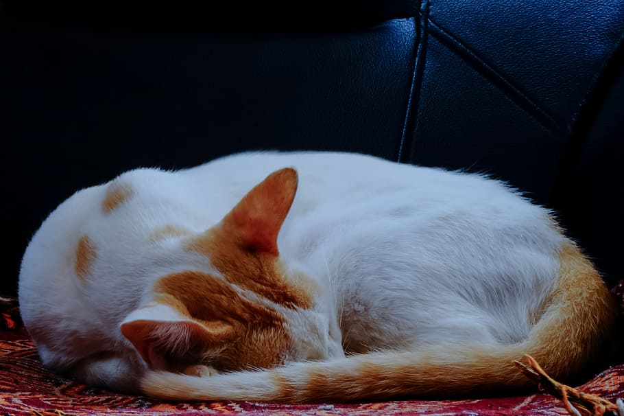 cat, sleeping, brown spots, cute, animal, rest, pet, paws, white HD wallpaper