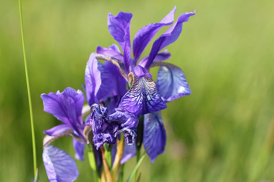 Iris, Lily, Flower, Purple, nature, plant, blue, close-up, green Color HD wallpaper